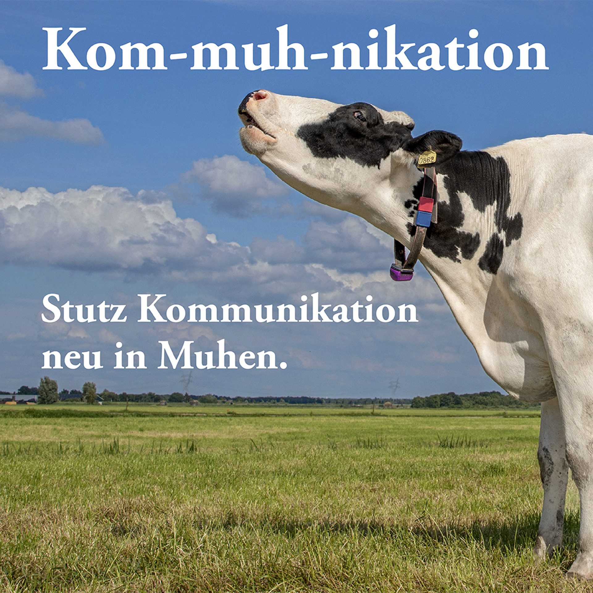 Kuh mit Spruch Stutz Kommunikation neu in Muhen